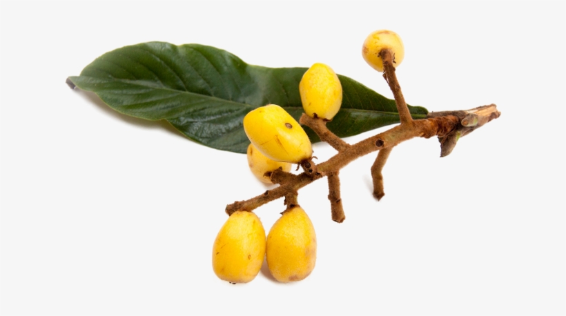 Nisperos, Or Loquats - Sweet Lemon, transparent png download