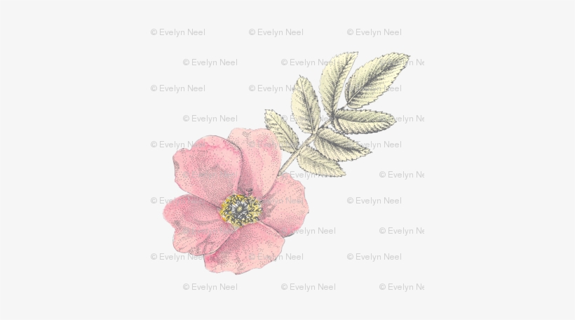 Watercolor Wild Rose White Large - Watercolor Painting, transparent png download