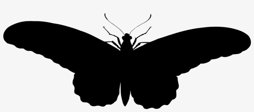 Papillon Pochoire A Imprimer, transparent png download
