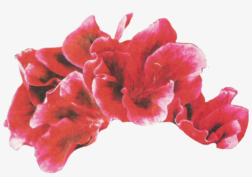 Inside Cover Collage For The January 2018 Issue Of - Poppy, transparent png download