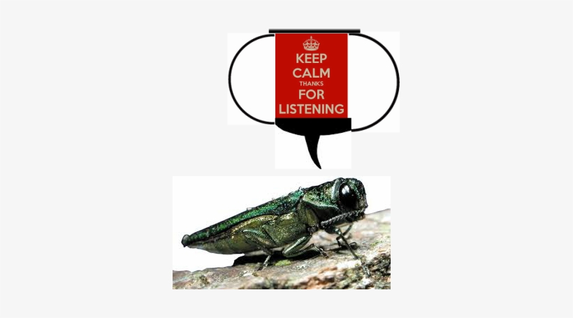 Emerald Ash Borer Invasive Species Mn, transparent png download