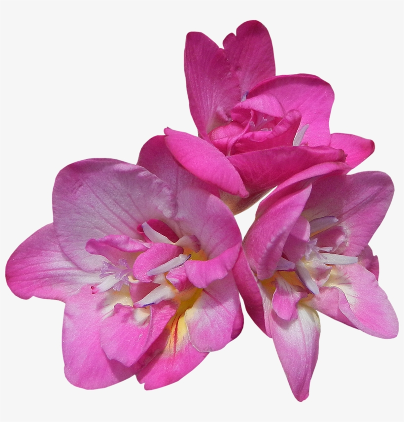 Floral Theme Floral Theme, Photo Quality - Artificial Flower, transparent png download