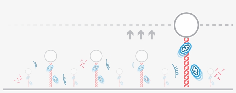 Afs Dna-protein Interactions General - Force Spectroscopy, transparent png download