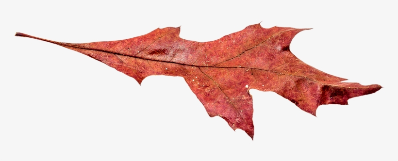 Autumn Broad Leaf - Autumn Leaf Pngs, transparent png download