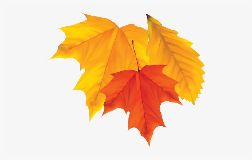 Community Ecumenical Thanksgiving Service - Maple Leaf, transparent png download