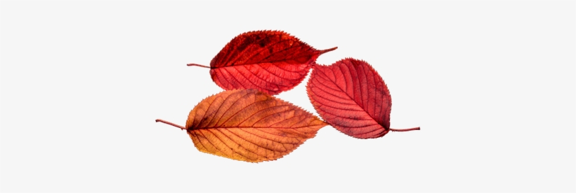Autumn Beech Leaves - Transparent Leaf, transparent png download