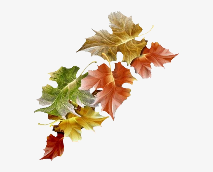 Tubes Arbres / Arbustes / Feuillages Watercolor Leaves, - Feuille D Automne Clipart, transparent png download