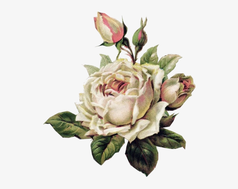 Pin By Costanza Carbone On Art Roses - White Vintage Flowers Png, transparent png download