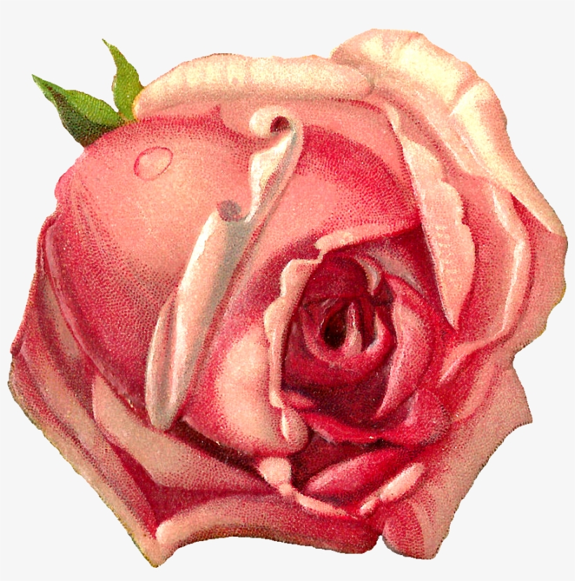 Rose Graphic Cliparts - Pink Rose Scrap Book, transparent png download