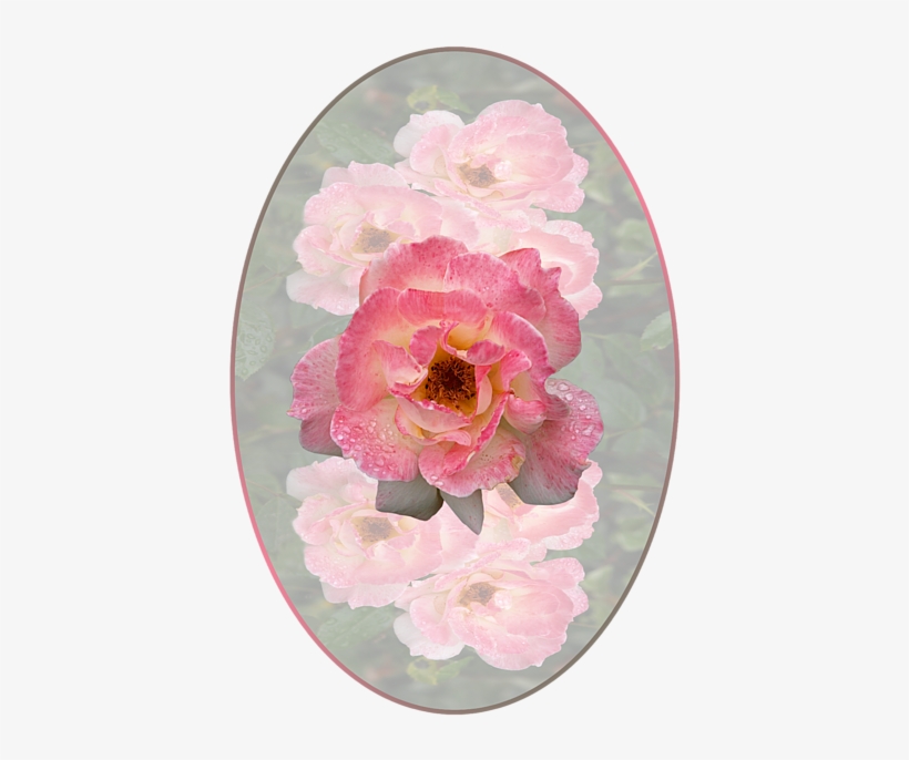 Click And Drag To Re-position The Image, If Desired - Common Peony, transparent png download