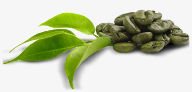 Green Coffee Bean Png - Green Coffee Beans Png, transparent png download