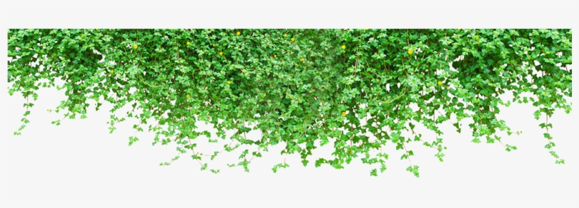 Gordon Jackson For Mobile, Aa/7 - Vines Transparent Png, transparent png download