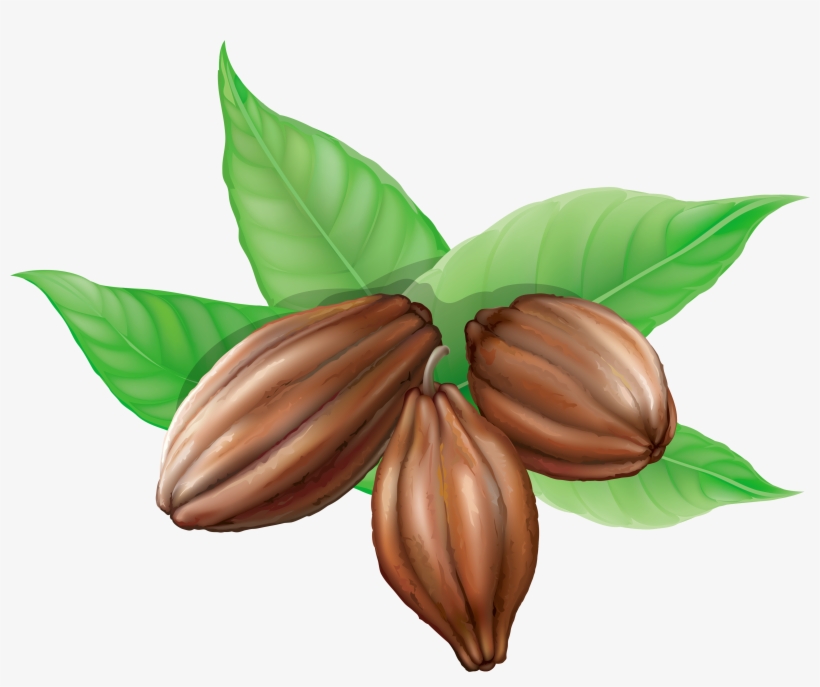 Coffee Pot Of Coffee Beans Png Clipart Pictureu200b - Cocoa Beans Clipart, transparent png download