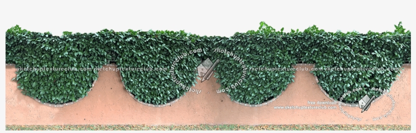 17686 Cut-out Hedge Texture Seamless With Concrete - Hedge, transparent png download