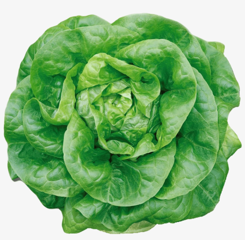 Free Png Butterhead Lettuce Png Images Transparent - Buttercrunch Butterhead Lettuce Seed, transparent png download