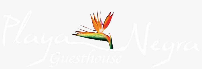 Playa Negra Guesthouse Boutique Hotel Playa Negra Guesthouse - Graphic Design, transparent png download