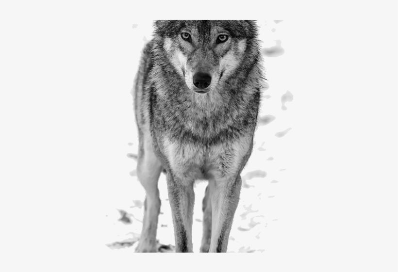 White Wolf Clipart File - Damska Bluza Z Wilkiem, transparent png download