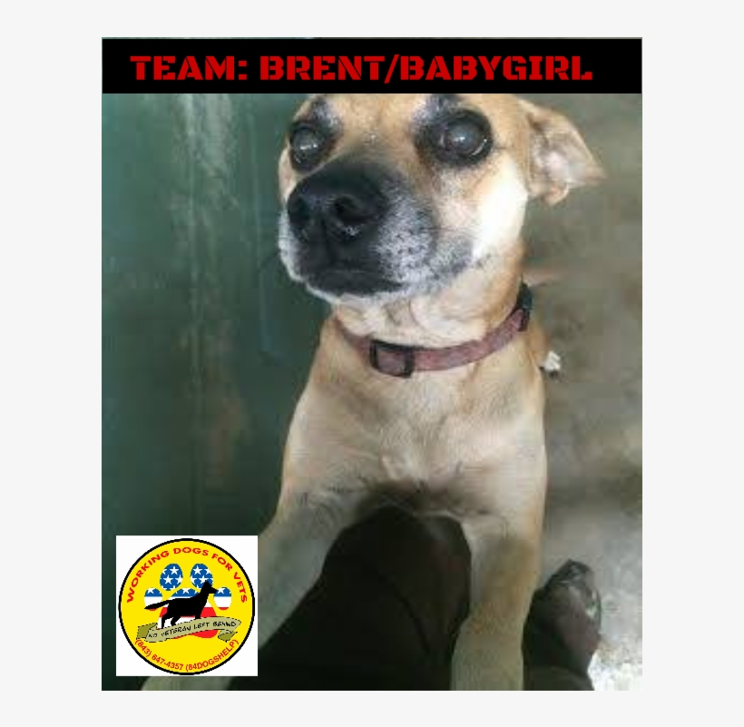 Team - Brandon/babygirl - Companion Dog, transparent png download