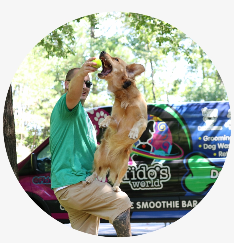 Board And Train - Dog Catches Something, transparent png download