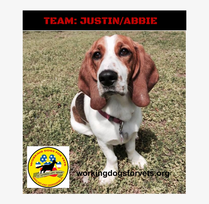 Team - Justin/abbie - Beagle, transparent png download