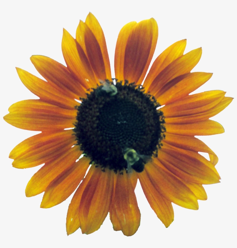 Seedlings Flower Outline 800×778 - Sunflower, transparent png download