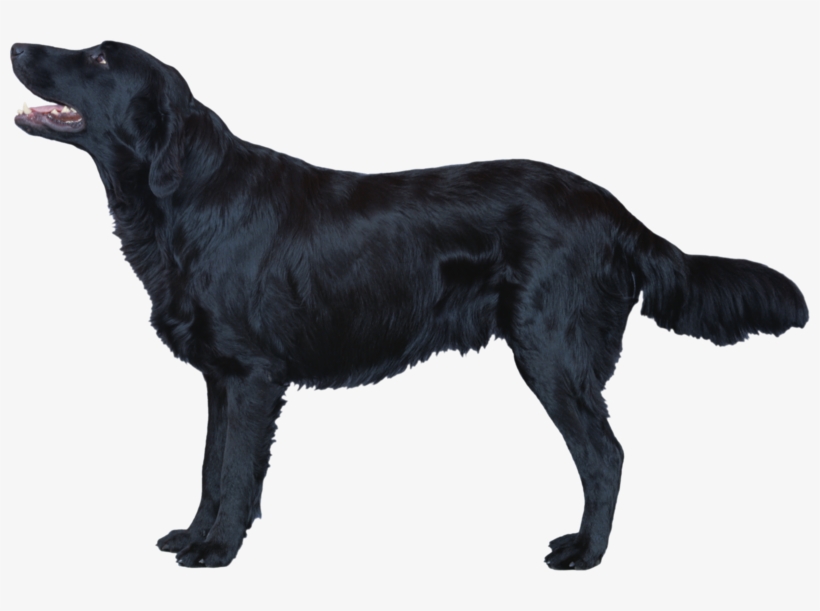 Dog Png, Download Png Image With Transparent Background, - Flat Coated Retriever Png, transparent png download