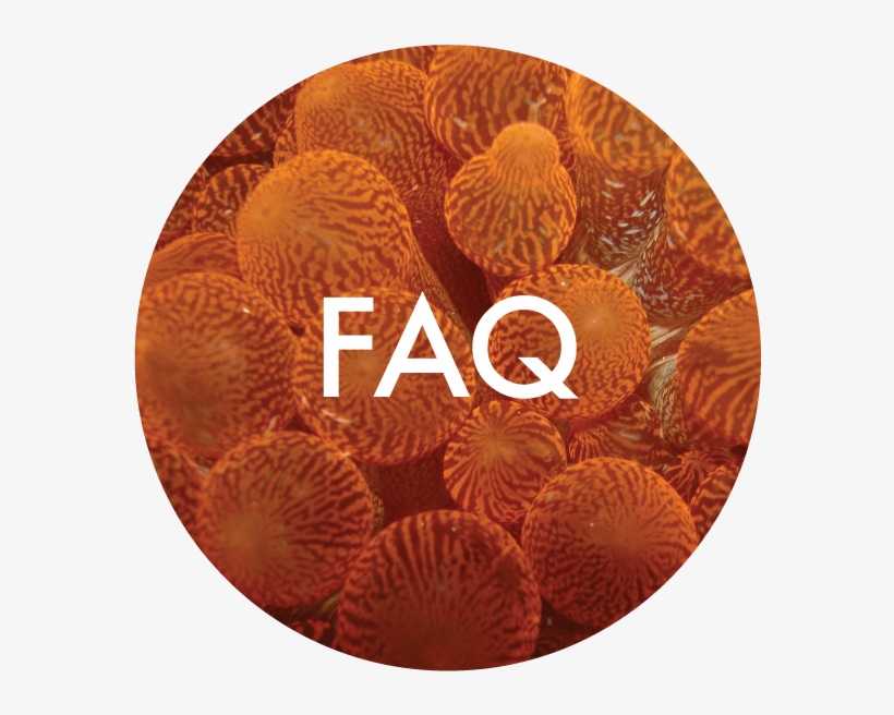 Faq-06 - Cake, transparent png download