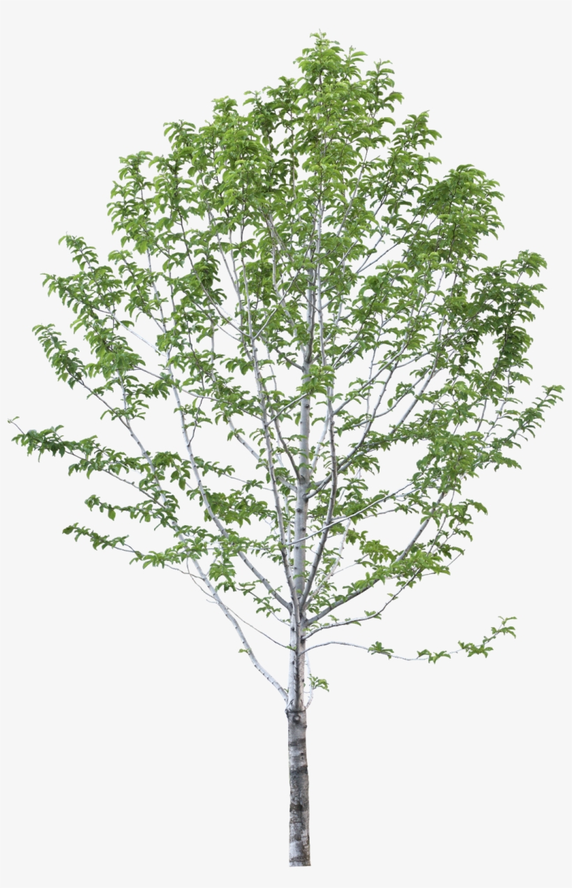 #tree #branches #leaves #palm Tree #autumn Tree #tree - Tree, transparent png download