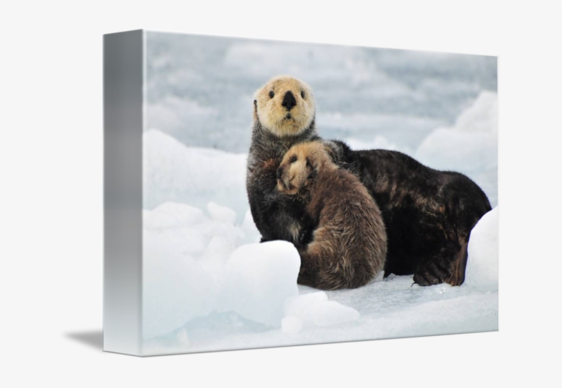 Mother And Pup Rest On An Ice - Sea Otter, transparent png download