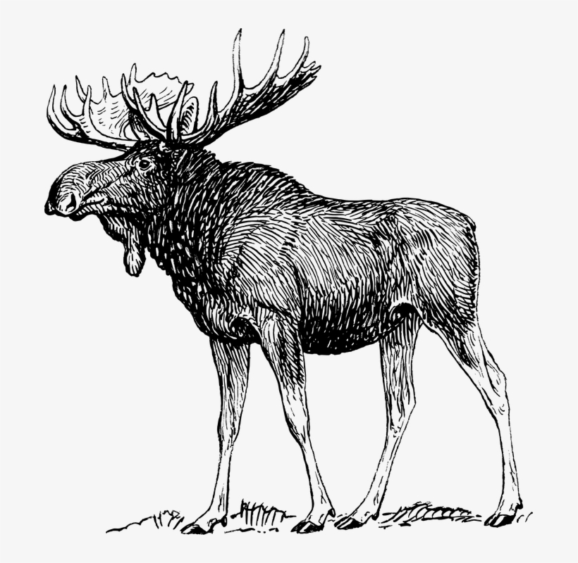 Moose, Elk, Reindeer, Antlers, Animal, Biology, Mammal - Moose Drawing Png, transparent png download