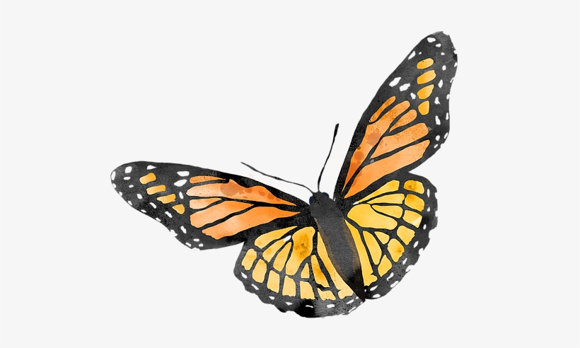 Mariposas - Monarch Butterfly, transparent png download