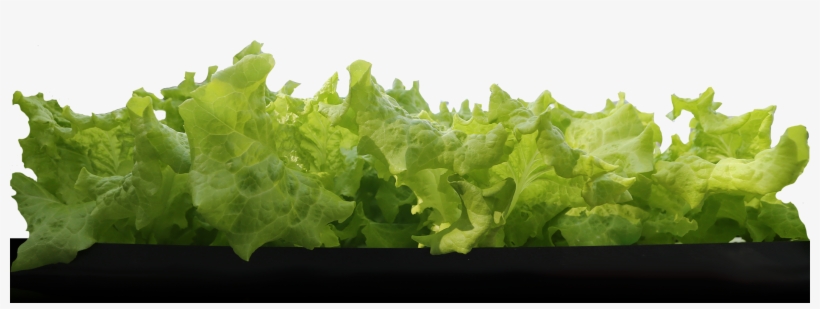 A Row Of Leaf Lettuce - Iceburg Lettuce, transparent png download