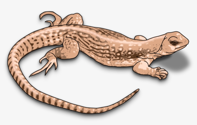 Lizard 999px 311 - Lizard Clipart, transparent png download