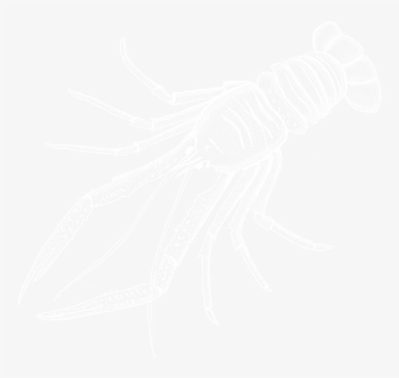 The Chilean Water Advantage - Johns Hopkins White Logo, transparent png download