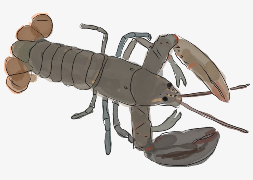 As Season Heats Up, We Dish Up A Quirky Guide To All - American Lobster, transparent png download
