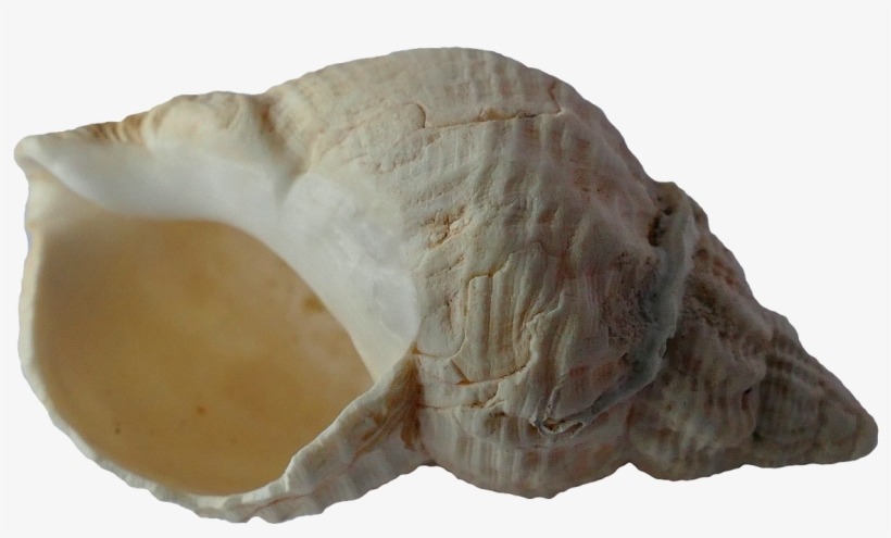 Picture Free Download Sea Clam Shells Png Image Picpng - Seashell, transparent png download