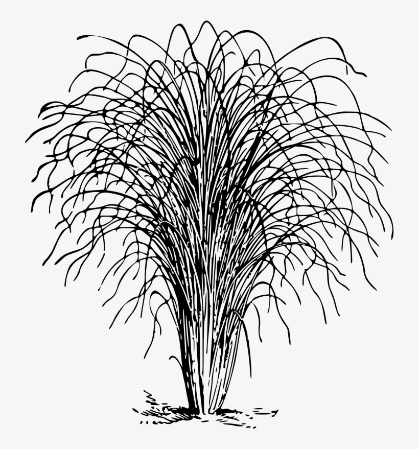 This Png File Is About Eulalia , Grass , Plant , Grasses - Line Art, transparent png download