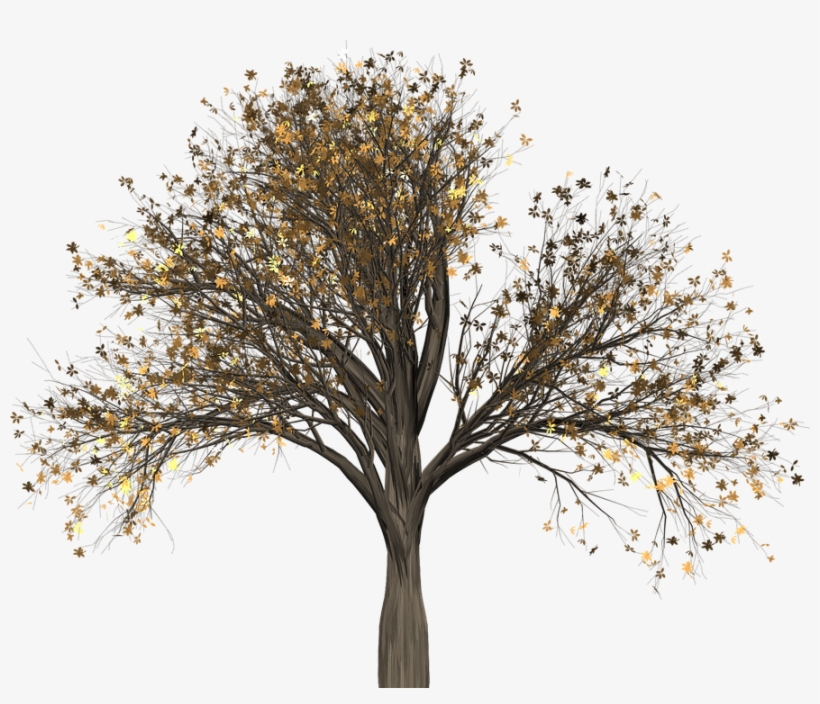 Pine Tree Silhouette With Roots - Arbol De Otoño Png, transparent png download