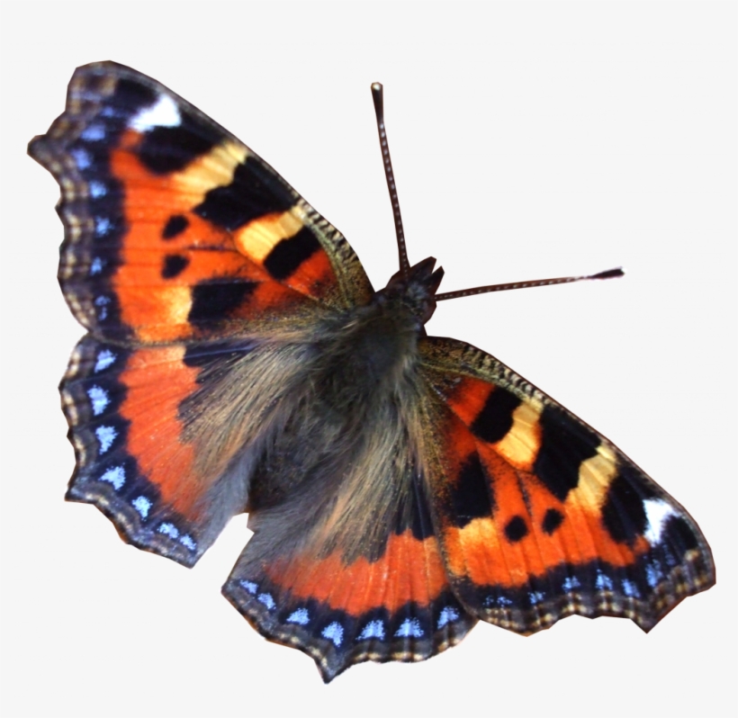 Miracle Real Pictures Of Butterflies Png 26546 Free - Free World, transparent png download