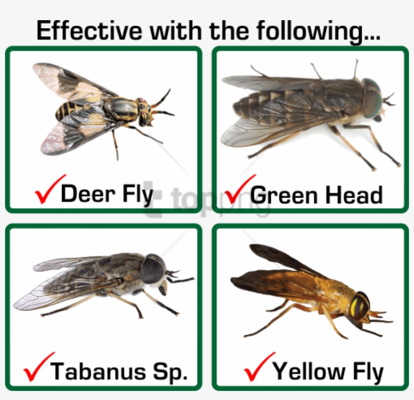 Free Png Download Horse Fly Vs Deer Fly Png Images - Membrane-winged Insect, transparent png download