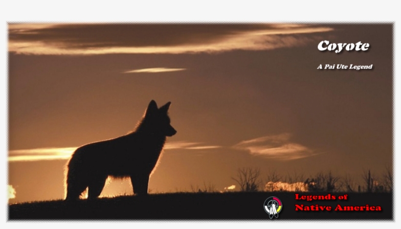 The Coyote, Like His Brother The Wolf, Was A Spiritual - Coyote, transparent png download
