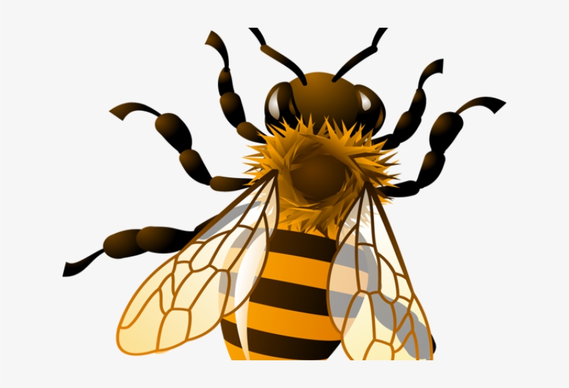Bees Clipart Four - Honey Bee Clip Art, transparent png download