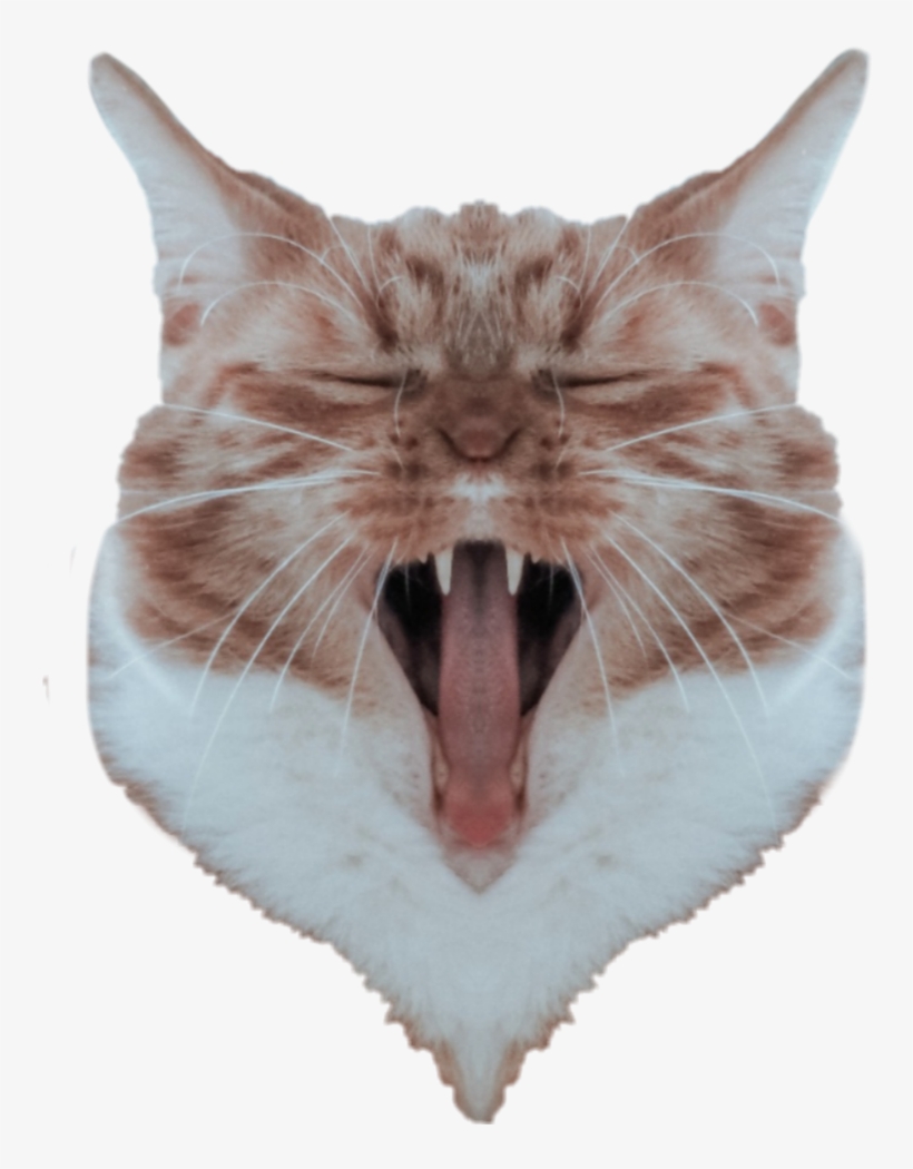 #cat #head #mirroreffect - Cat Yawns, transparent png download