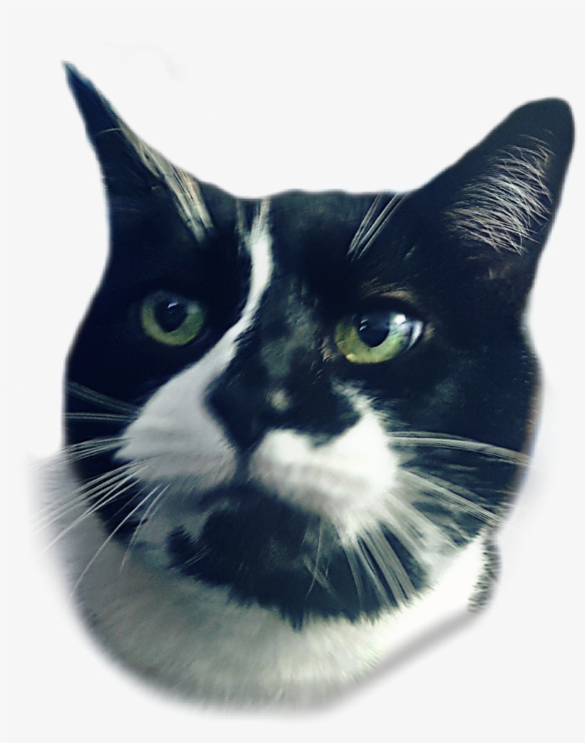 Cathead Sticker - Domestic Short-haired Cat, transparent png download