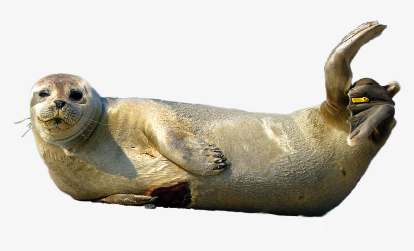 Download Png Image Report - Common Seal, transparent png download