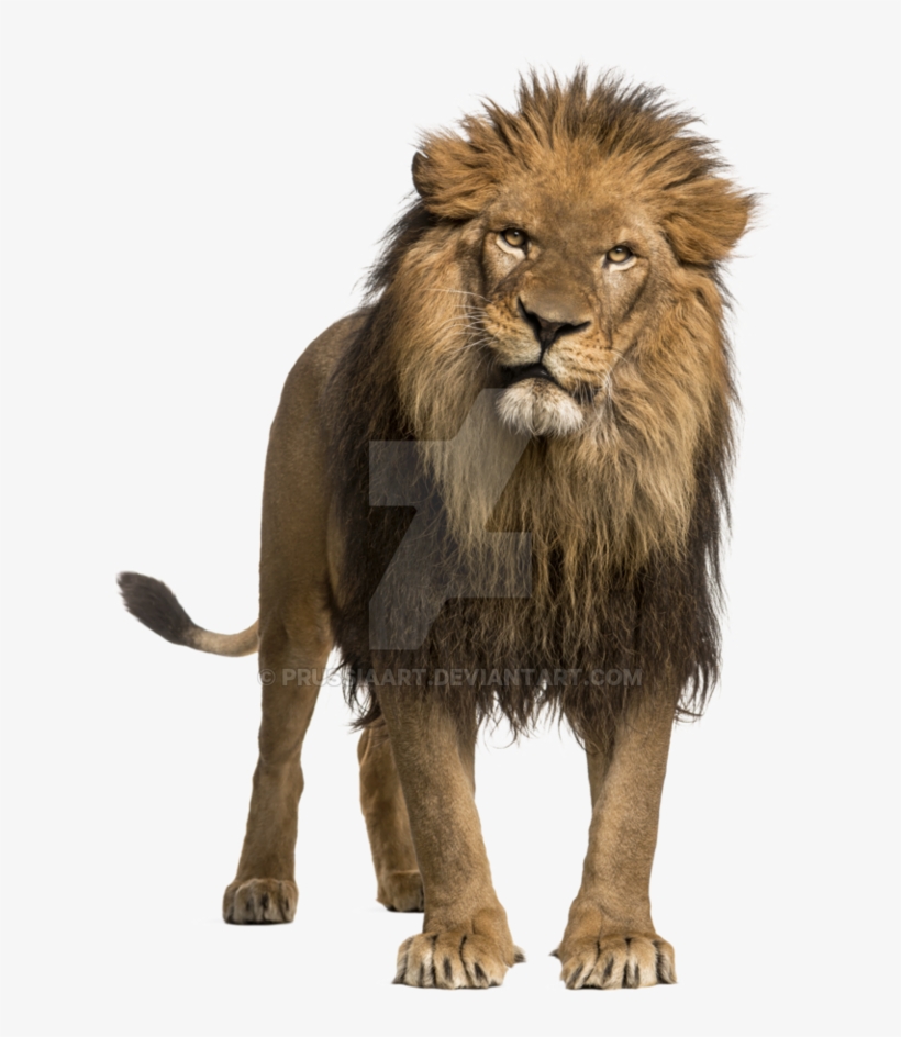 864 X 925 5 - Lion With Transparent Background, transparent png download