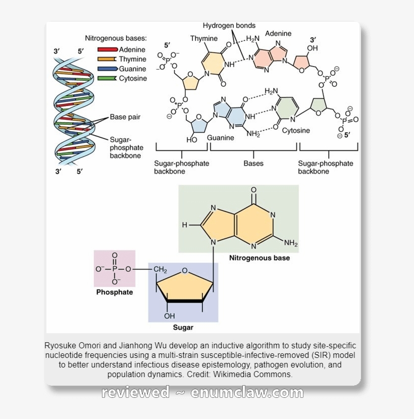 Are You Sure Mr - Difference Between Nucleotide And Nucleic Acid, transparent png download