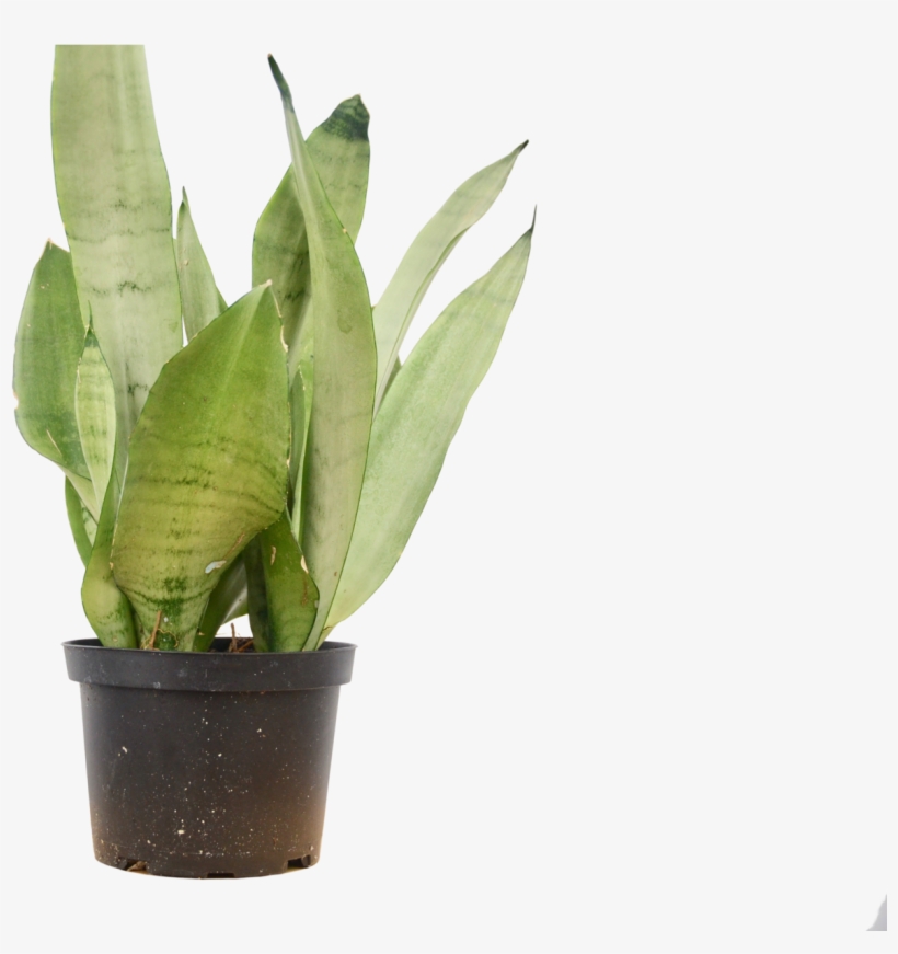 Snake Plant In 6" Pot / 'moonshine' / 12" - Houseplant, transparent png download