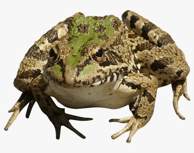 Free Png Download Frog Png Images Background Png Images - Transparent Frog Cute, transparent png download