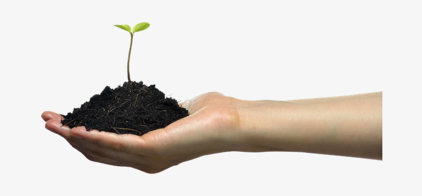 The Wealth Of Nations Springs From The Fertility Of - Houseplant, transparent png download